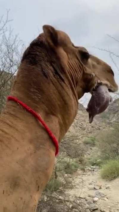 Male dromedary camels has an organ called a dulla in its throat, a large, inflatable sac he extrudes from his mouth when in rut to assert dominance and attract females.