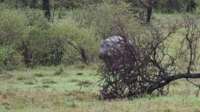 Hippo on the run(they can reach speeds of up to 19 mph)