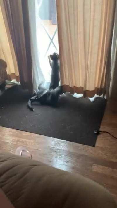 She was trying to get a stain😹