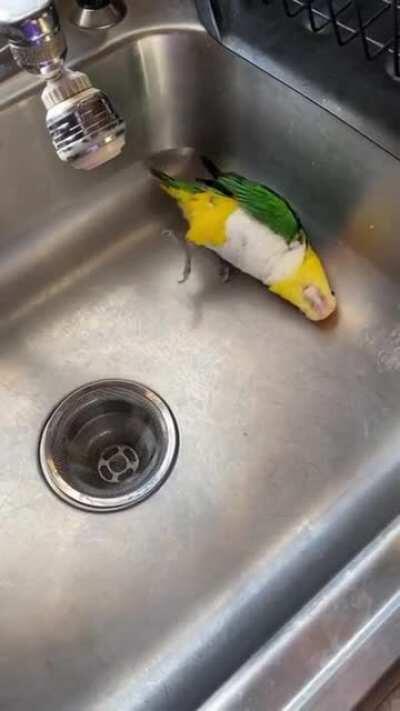 Tiny Caique knows what they want...