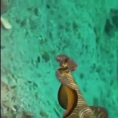 WEEEK 195 OF FLATWORM FRIDAY!!!!