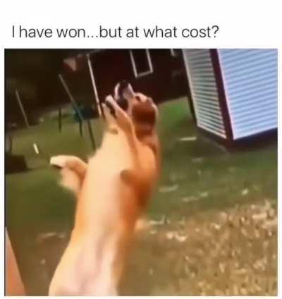 Paws-itive I meant to do that