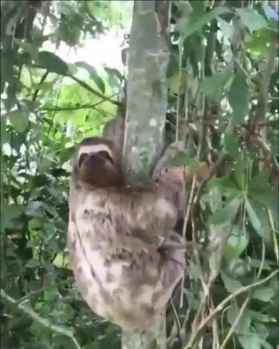 Ленивцев зарождения религии..