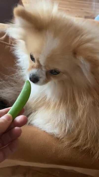 Dolce is so gentle with food