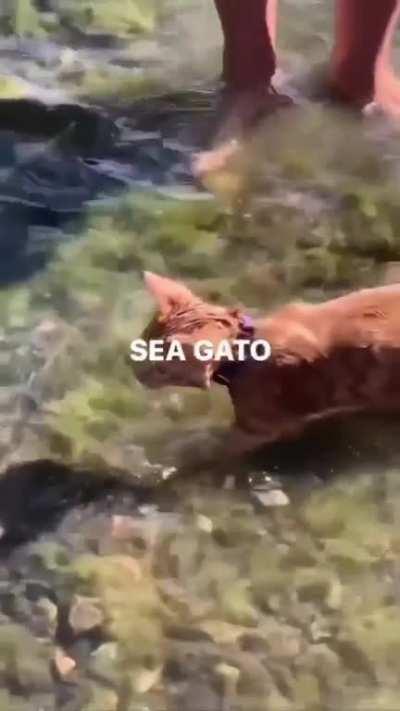 Sea Gato