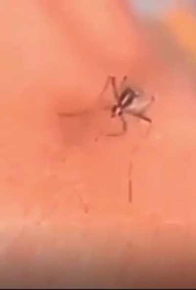 Bom dia meus itens de cura