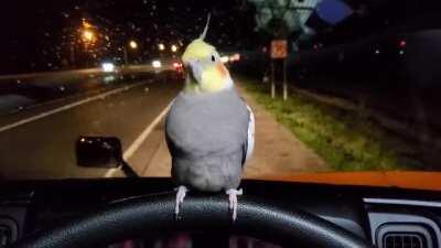 This parrot is channeling how we all feel about 2020