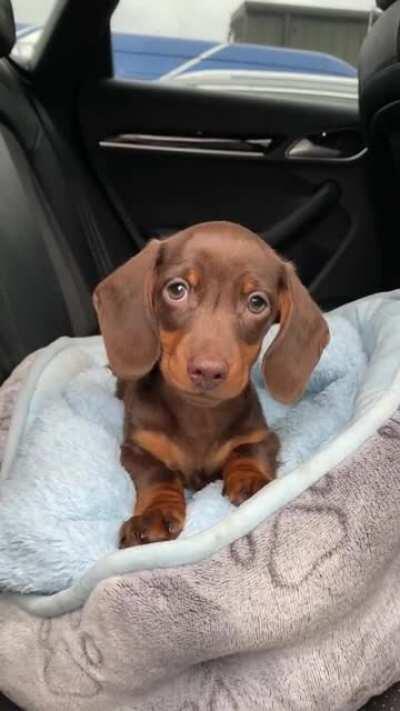 Green eye dachshund puppy 💚🥰😍