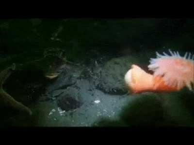 🔥 anemone fleeing from starfish 🔥