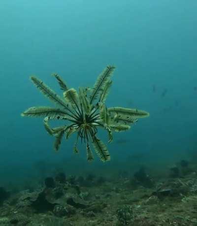 Rare mesmerizing swimming feather star