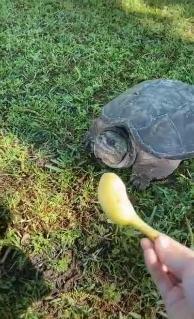 Just gonna leave this banana here