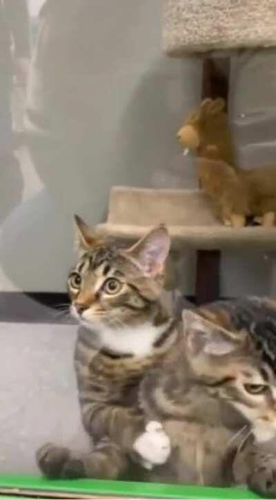 There should be only one left, bro.