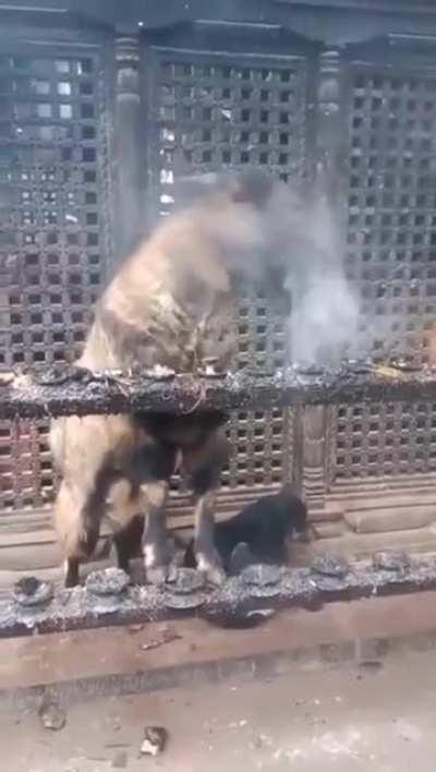 Goat In Nepal Temple