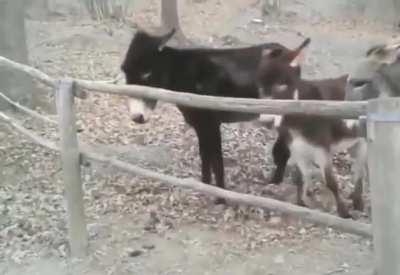 To keep the asses in