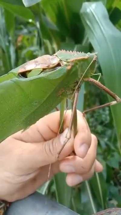 Giant Malaysian Katydid (related to Grasshoppers)