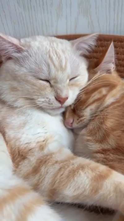 Cat language is the most loving and beautiful