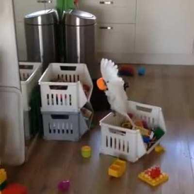 This cockatoo screaming into a cup