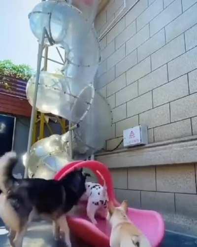 Slide for dogs