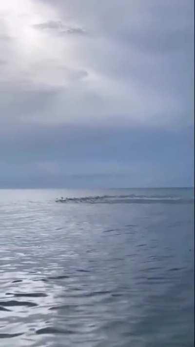 School of fish jumping through the ocean