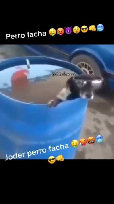 Perro facha 🥵