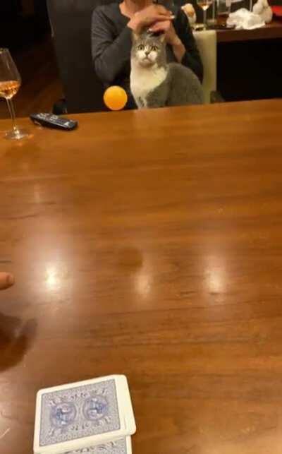 My cat following the ball with her head