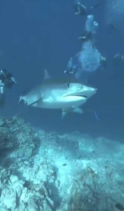 Esse cara deve ter tido um mini ataque cardiaco 