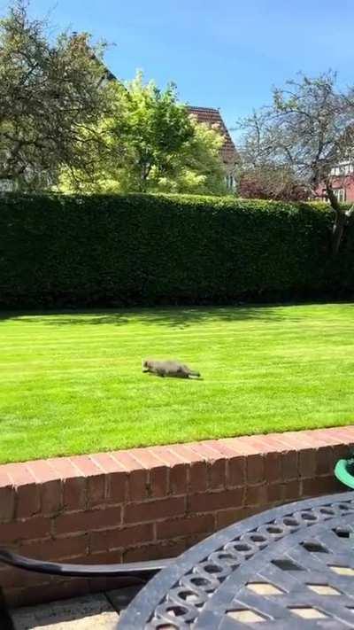 A kitty a day, keeps the doctor away