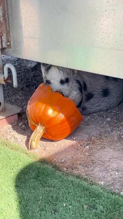 Sneaky pumpkin stealer