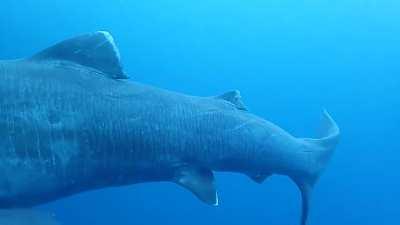 Elusive Megamouth Shark filmed off the coast of Japan - 2020