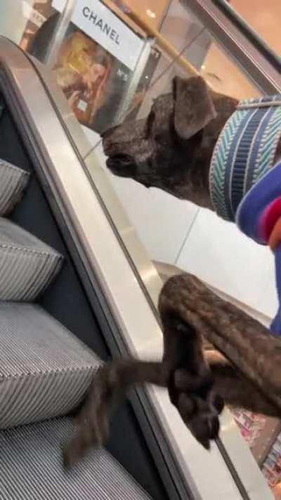 Took our boy for a swim up the escalator today!