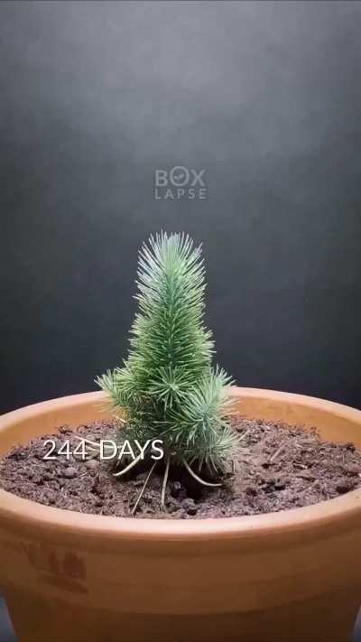 Two year timelapse of a pine tree starting from a seed in 60seconds.