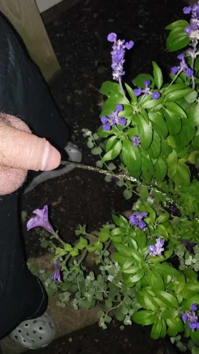 Watering the flowers 