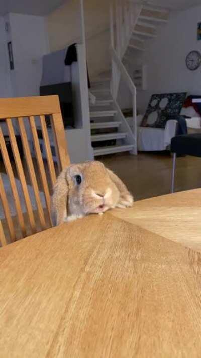 Pudding eating apples! With sound!