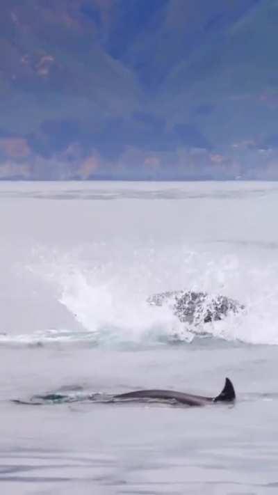 The Orcas were amazing