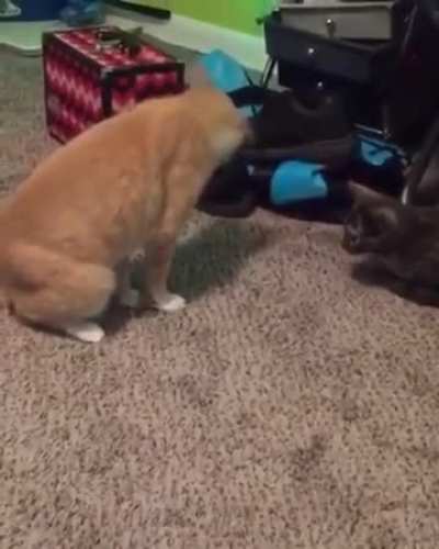 He stepped on his tail…