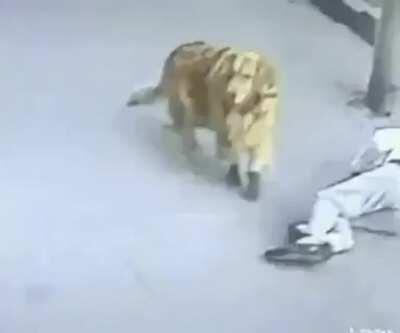 You're not gonna believe this but— a cat fell on my head and a dog wearing shoes tried to defend me — that's why I didn't go to work