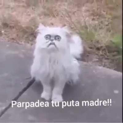 Pinche gato XD
