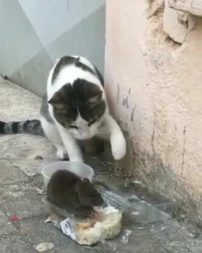 hey buddy wanna share some food with your good ol' friendly neighborhood kitty cat?