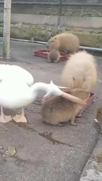 Indeed there was an attempt