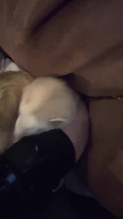 Waking up to chew on moms brace