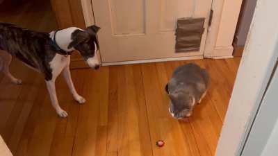 Standoff for a strawberry! 🍓