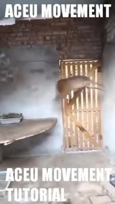 omg aceu movement tutorial (REAL)