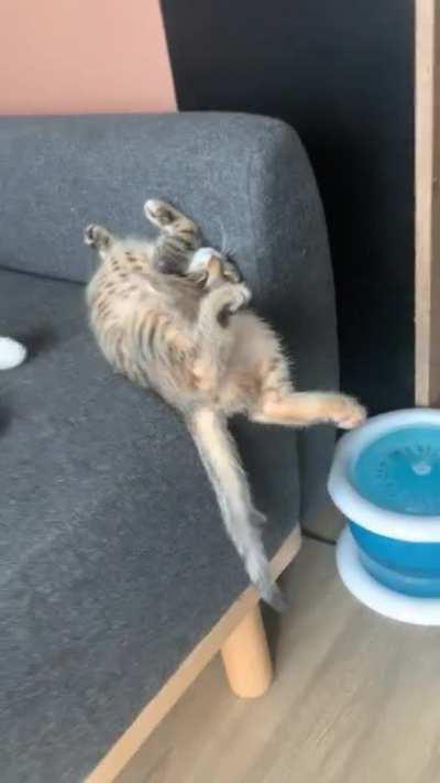 Even her brother is wondering how