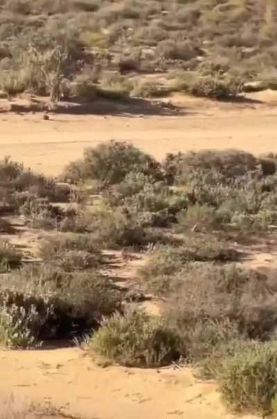 Camera person perfectly tracks a cheetah speeding up and closing in on it's prey by braking