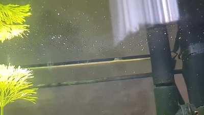 Thought that one of my fish had died. She was fine, but it turns out that i have my first fry!