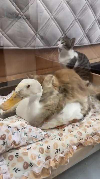 🐱 Опять ты, гусь, пристал 