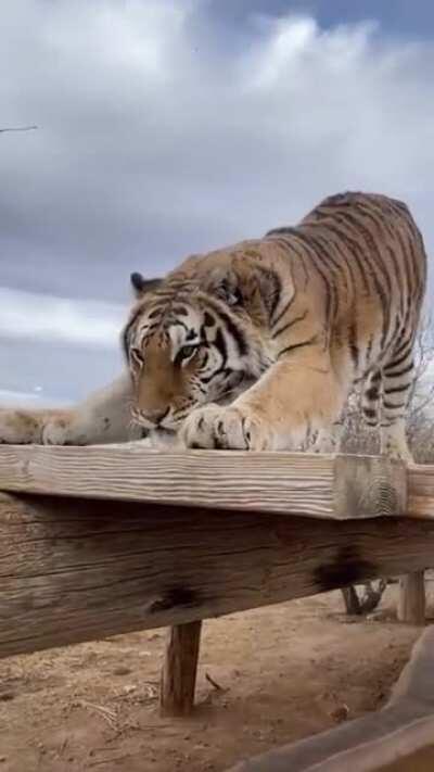 The Stretch Tiger
