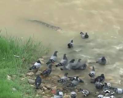 catfish hunting some pigeons