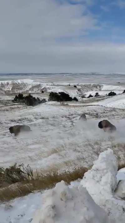 4 bisons being released into new territory in the badlands