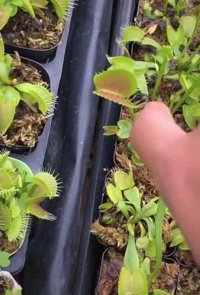 🔥 Feeding a Venus Fly Trap